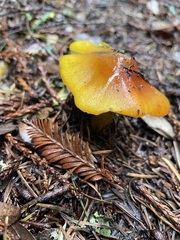Hygrocybe