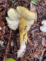 Hygrocybe