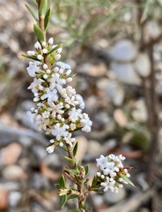 Leucopogon cucullatus