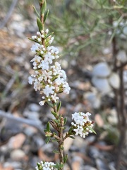 Leucopogon cucullatus