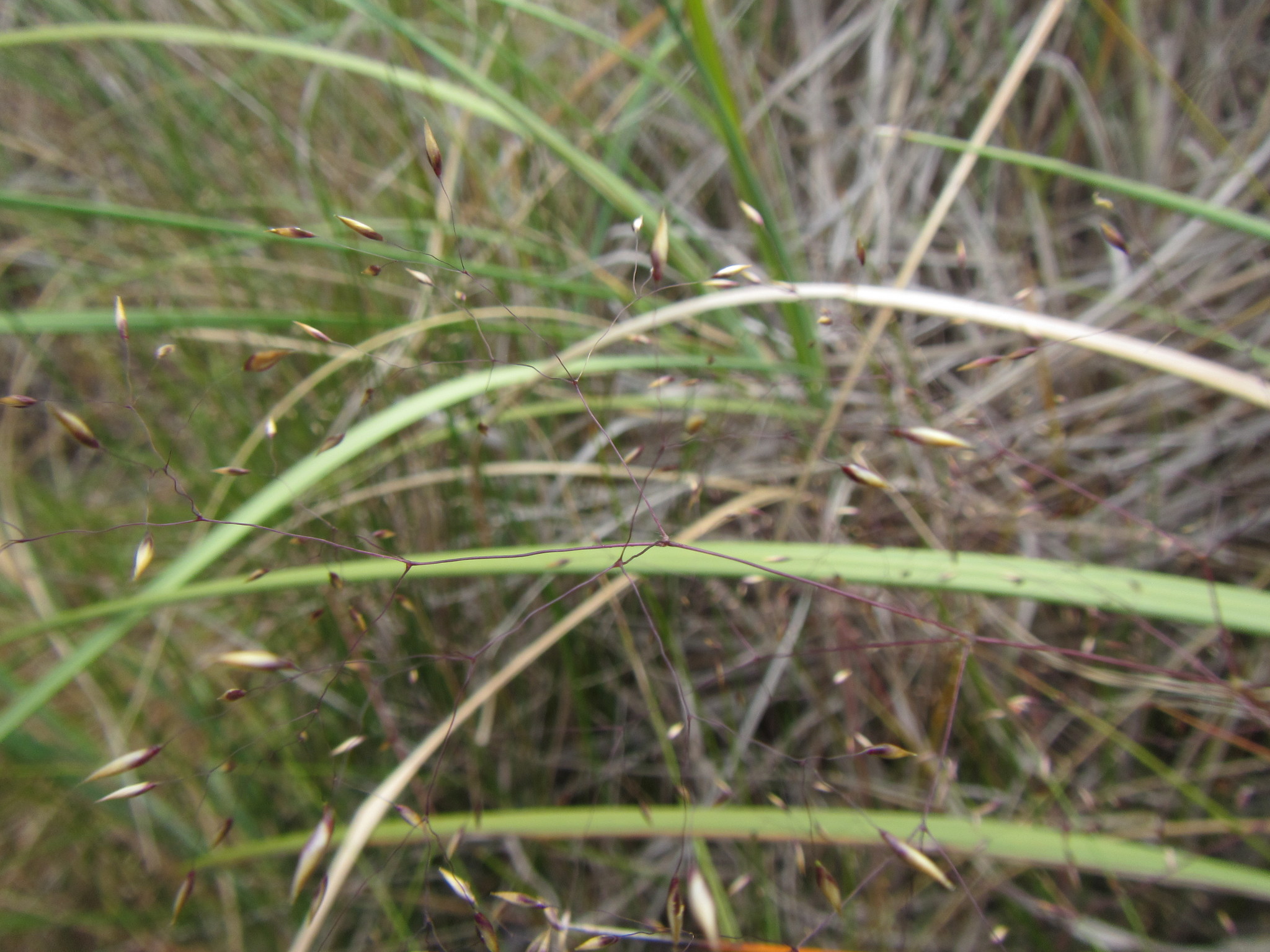 Pentameris ampla
