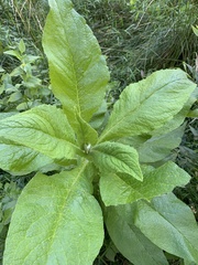 Calomeria amaranthoides
