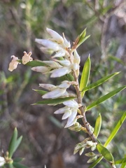 Leucopogon capitellatus
