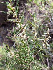 Leucopogon capitellatus