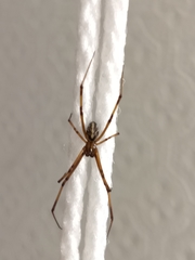 Latrodectus hesperus
