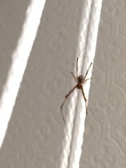 Latrodectus hesperus