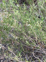Leucopogon capitellatus