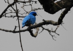 Cotinga amabilis