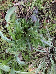 Cirsium quercetorum