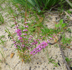 Hypocalymma robustum