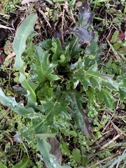 Cirsium quercetorum