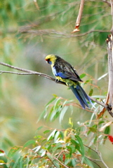 Platycercus caledonicus