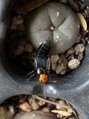 Creophilus erythrocephalus