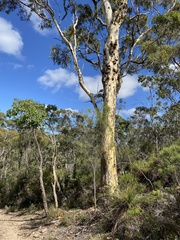 Eucalyptus wandoo