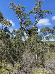 Eucalyptus wandoo