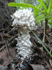 Amanita pyramidifera