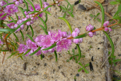 Hypocalymma robustum