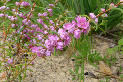 Hypocalymma robustum