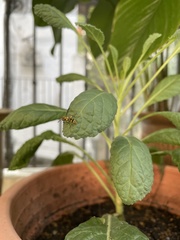 Ropalidia flavopicta