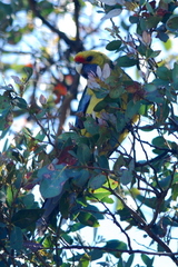 Platycercus caledonicus