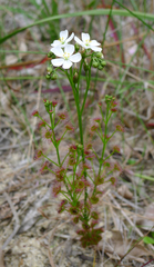 Drosera porrecta