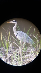 Ardea cinerea