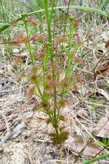 Drosera porrecta