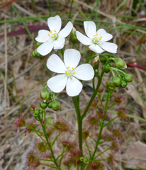Drosera porrecta