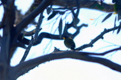 Nesoptilotis flavicollis
