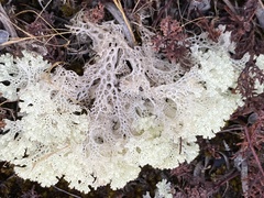 Pulchrocladia ferdinandii