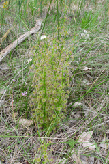 Drosera porrecta