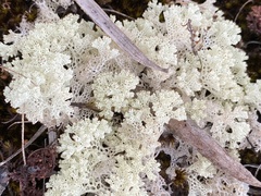 Pulchrocladia ferdinandii