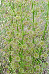 Drosera porrecta