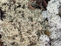 Cladonia capitellata squamatica