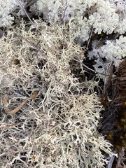 Cladonia capitellata squamatica