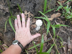 Amanita pyramidifera