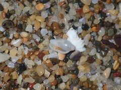 Austroginella translucida