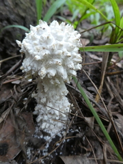Amanita pyramidifera