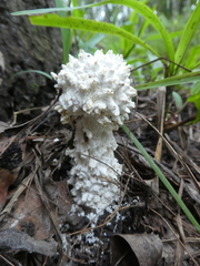 Amanita pyramidifera