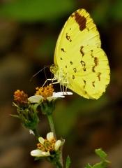 Eurema hecabe solifera