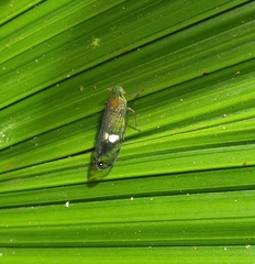 Lophopidae