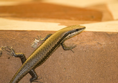 Notomabuya frenata