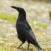 Black Currawong - Photo (c) Tan Kok Hui, some rights reserved (CC BY-NC), uploaded by Tan Kok Hui