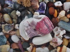 Megabalanus coccopoma