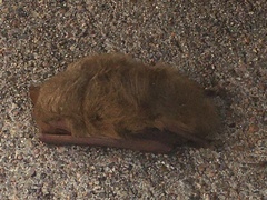 Lasiurus intermedius