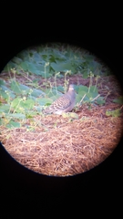 Streptopelia orientalis