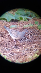 Streptopelia orientalis