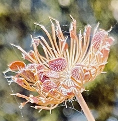 Trachymene grandis