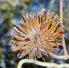 Trachymene grandis