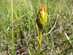 Pteronia tenuifolia